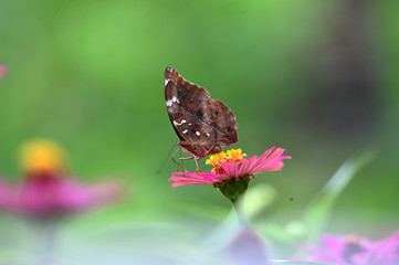 Brown butterflies with black lines on the wings