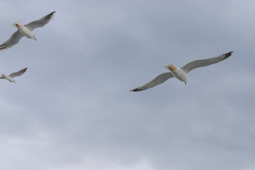 Obraz premium Seagulls in cloudy weather