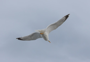 Seagulls in cloudy weather