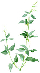 Watercolor illustration of oriental hanging Ruscus, decoration for flower arrangements