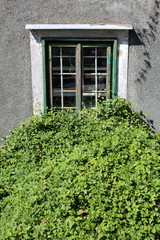 Very dense bunch of green crawler plants in front of old wooden frame window with cracked dilapidated frame mounted on abandoned family house wall on warm sunny day