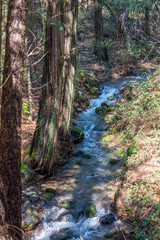 Creek in the Forest