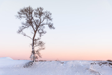 winter landscape with alone tree, Dry tree without leaf with sunset sky and the ground covered snow.