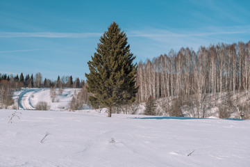 Fototapeta na wymiar Winter forest landscape. Taiga in the winter. Siberian forest in winter. Snow covered trees. Christmas trees under the snow.