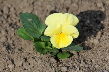 Wild pansy or Viola tricolor or Johnny jump up or Heartsease or Hearts ease or Hearts delight or Tickle my fancy or Jack jump up and kiss me or Come and cuddle me or Three faces in a hood or Love in i