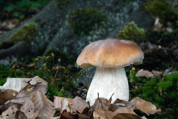 Muschroms in the forest, photo Czech republic.