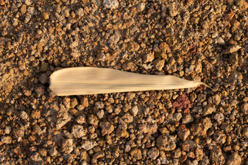 Obraz premium Dried bamboo leaf placed on laterite soil