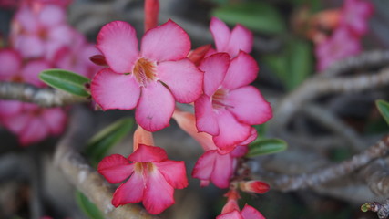 pink flowers in the garden
