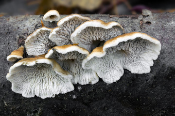 Muschroms in the forest, photo Czech republic.