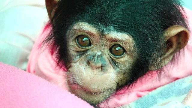 4K The eye baby portrait of a baby chimpanzee.