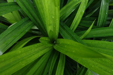 Obraz premium Fresh green leaves