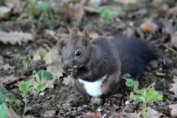 Young dark grey squirrel sitting calmly in front of camera and eating nut surrounded with uncut grass in local park on warm sunny day