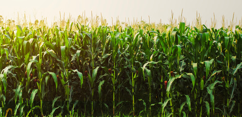 corn field in morning light