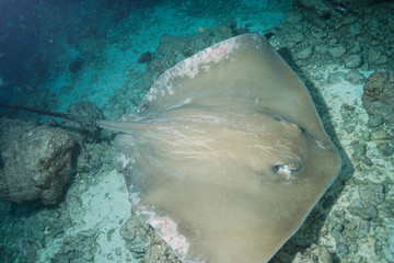 Stingray at Stingray city, Maldives