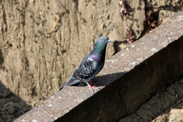 Young pigeon with colorful feathers sitting calmly on narrow concrete wall edge enjoying warm sun with stone wall in background