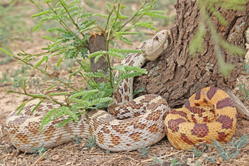 Sonoran Gophersnake ( Pituophis catenifer affinis)
