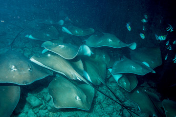 Stingray at Stingray city, Maldives