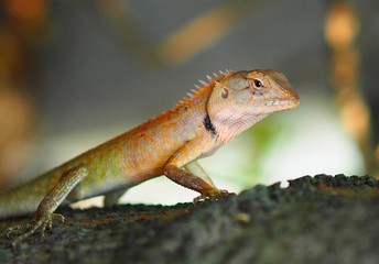 lizard on rock