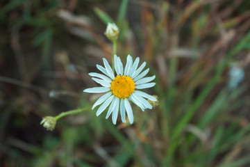white flower on the field