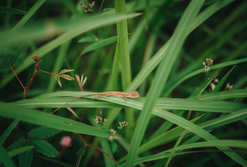 little lizard on the grass in the jungle