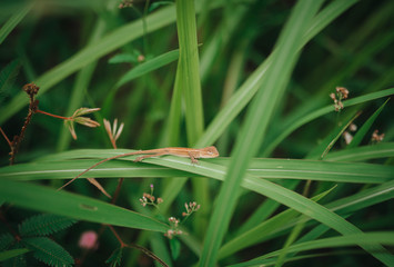 little lizard on the grass in the jungle