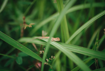 little lizard on the grass in the jungle