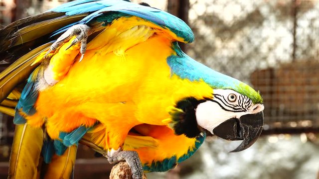 4K Colorful parrot  with bright plumage of blue, yellow, green and white color. Macaw close-up
