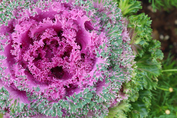 Extreme closeup of beautiful ornamental purple cabbage flower with droplet of water, dew in sunny...