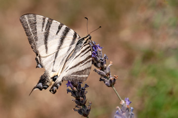 Butterfly on lavender angustifolia, lavandula