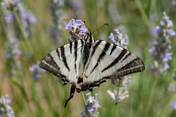 Butterfly on lavender angustifolia, lavandula