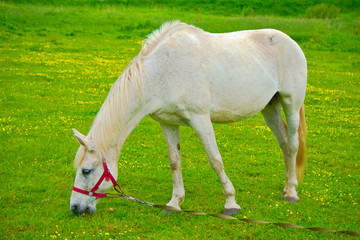 White horse grazing in a meadow.