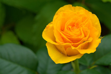 Yellow tea rose.
