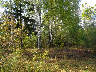 Fototapeta premium forest landscape