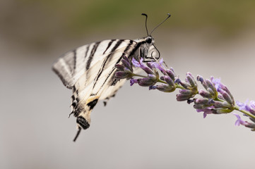 Obraz na płótnie Canvas Butterfly on lavender angustifolia, lavandula