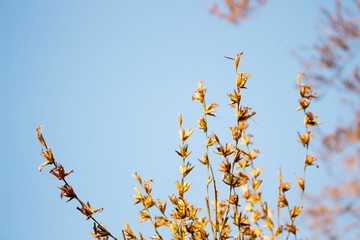 Flowers of bamboo on a blue sky background