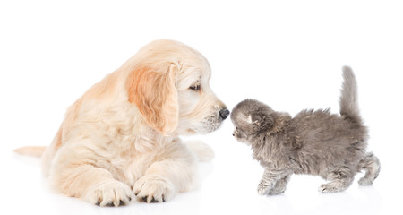 Golden retriever puppy sniffing kitten.  isolated on white background