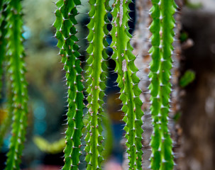 Collection beautiful prickly cacti in the greenhouse