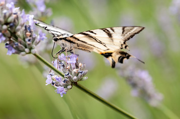 Butterfly on lavender angustifolia, lavandula