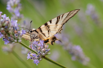 Butterfly on lavender angustifolia, lavandula