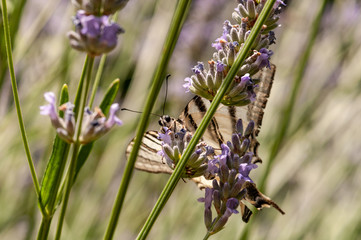 Butterfly on lavender angustifolia, lavandula