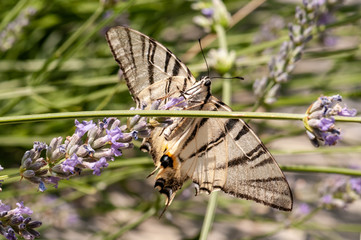 Butterfly on lavender angustifolia, lavandula