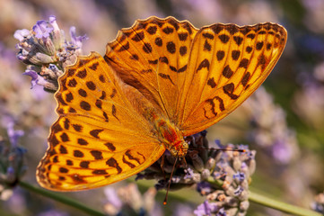 Papilio Argynnis paphia on lavender angustifolia, lavandula
