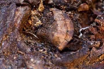 Texture of bark of a tree. Ready photo background. Abstraction. Soft focus. Macro.