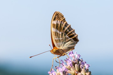 Papilio Argynnis paphia on lavender angustifolia, lavandula