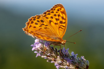 Papilio Argynnis paphia on lavender angustifolia, lavandula