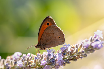 Maniola jurtina butterfly on lavender angustifolia, lavandula