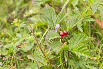 Stone bramle, Rubus saxatilis plant with berry