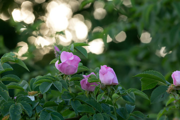 Glaucous dog rose, Rosa dumalis
