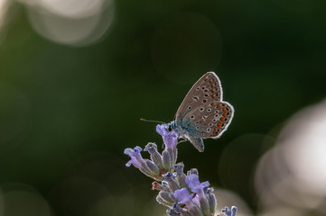 Polyommatus icarus butterfly on lavender angustifolia, lavandula
