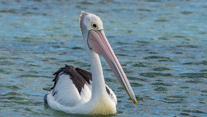 Pelican
